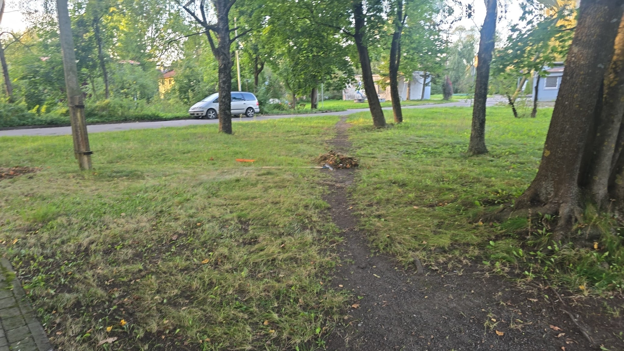 May be an image of tree and grass