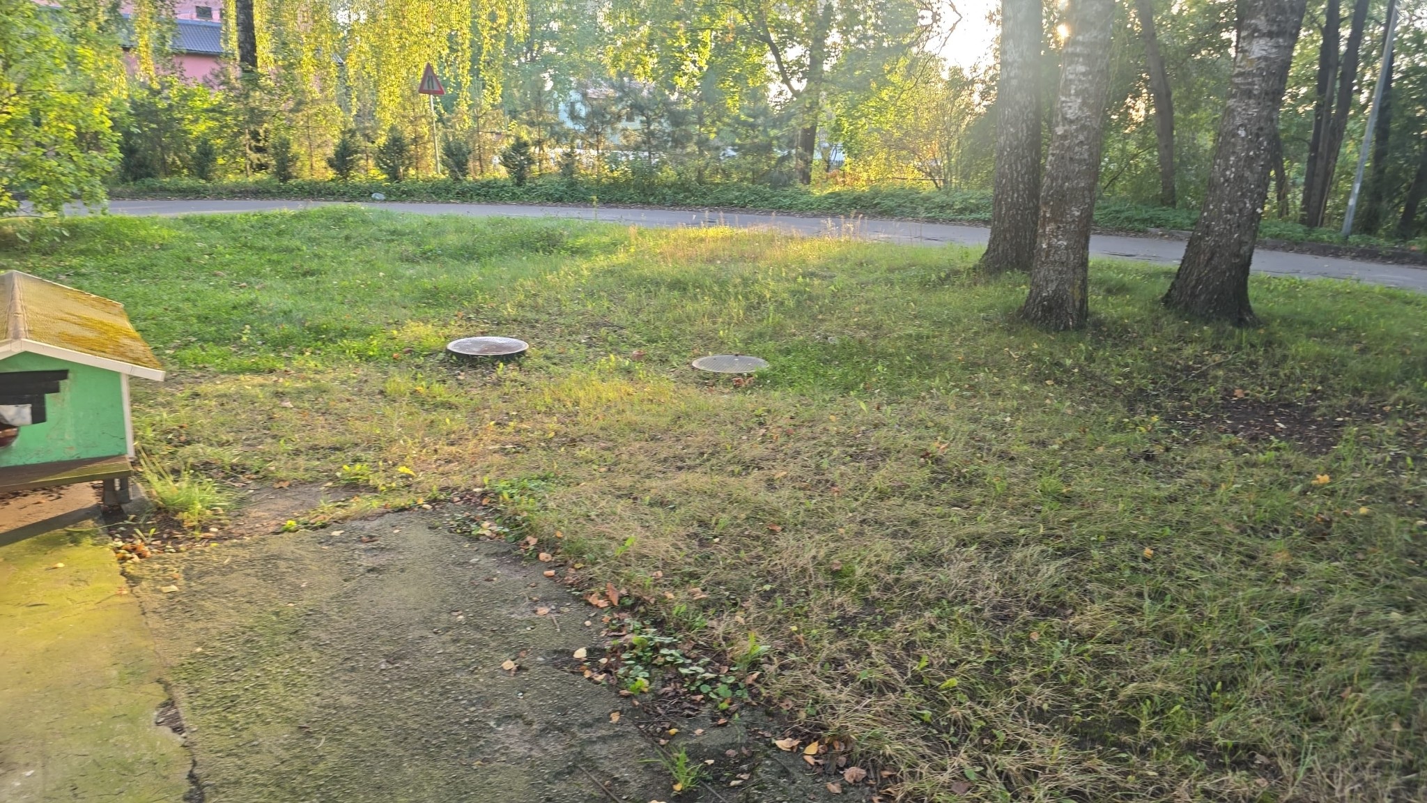 May be an image of grass