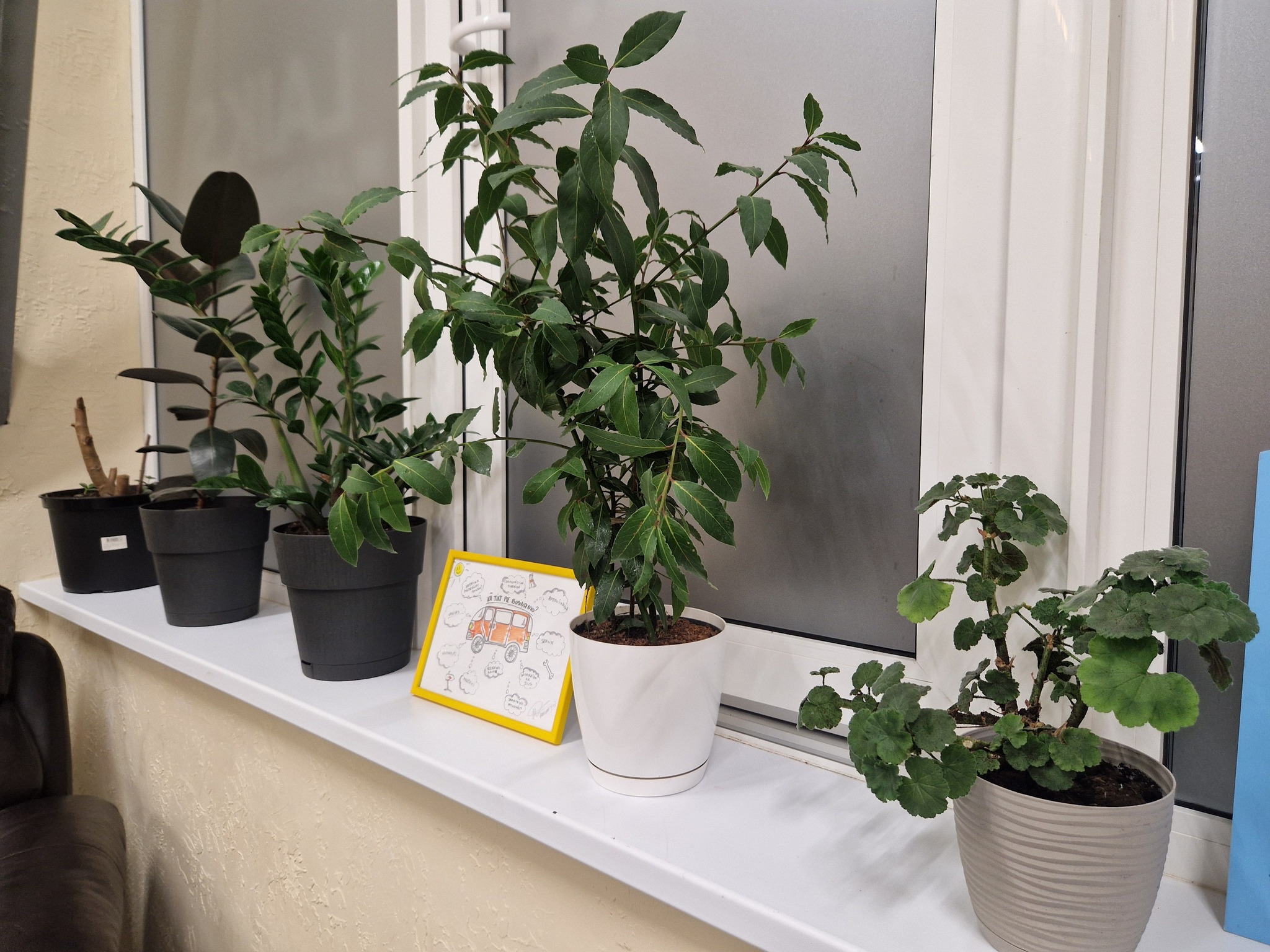 May be an image of mistletoe cactus, devilwood and ivy